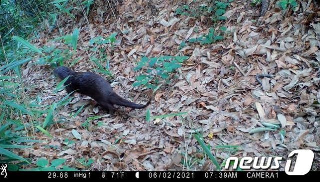 월출산에서 발견된 수달. (사진제공=국립공원공단) © 뉴스1