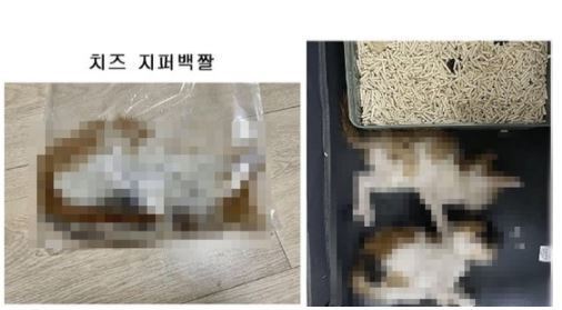 온라인 상에서 공유되고 있는 길고양이 학대 사진. (온라인 커뮤니티 갈무리) © 뉴스1