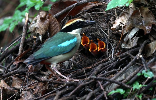 경남 남해군 한려해상국립공원에 둥지를 튼 팔색조 어미가 부지런히 새끼에게 먹이를 잡아 먹이고 있다. 2017년 7월 3일 촬영.