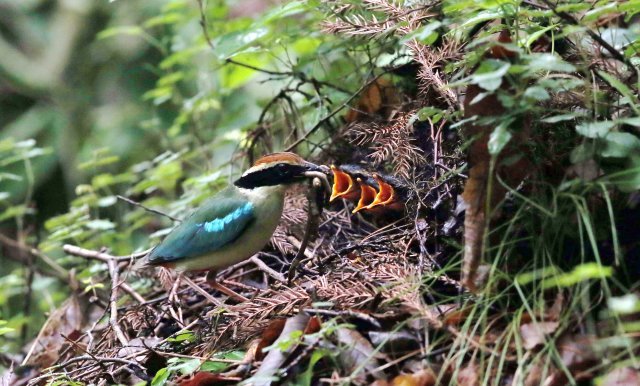 경남 남해군 한려해상국립공원 계곡에 둥지를 튼 팔색조 어미가 새끼에게 먹이를 주고 있다. 2013년 7월 5일 촬영.