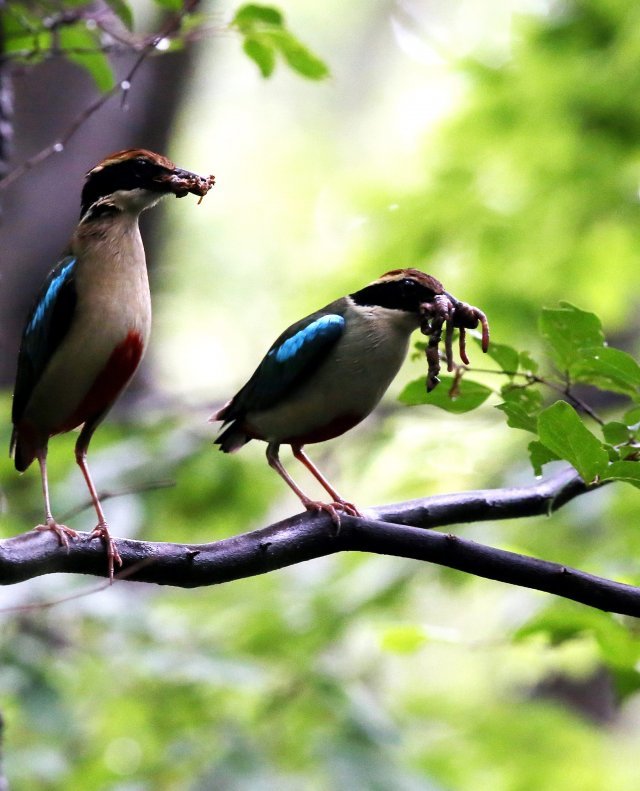경남 남해군 한려해상국립공원 계곡에 둥지를 튼 팔색조 부부가 새끼에게 줄 먹이를 물고 둥지 주변을 살피고 있다. 2013년 7월 4일 촬영.
