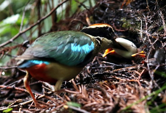 경남 남해군 한려해상국립공원 계곡에 둥지를 튼 팔색조 어미가 장맛비 속에 새끼 배설물을 치우고 있다. 2013년 7월 4일 촬영.
