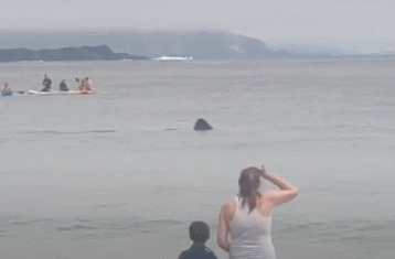 아일랜드 해변서 출현한 돌묵상어(Basking Shark) 2마리. 틱톡 캡처