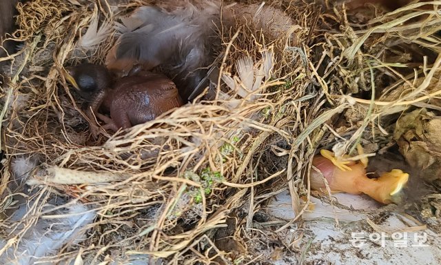 알에서 깨어난 뻐꾸기 새끼(왼쪽)가 먼저 깨어난 딱새 새끼를 밀어내고 둥지를 독차지하고 있습니다. 2018년 6월 22일, 경기 남양주시.