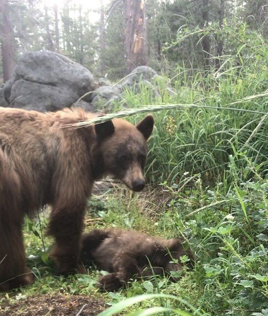새끼를 잃은 어미 곰. 페이스북 ‘Yosemite National Park’ 갈무리