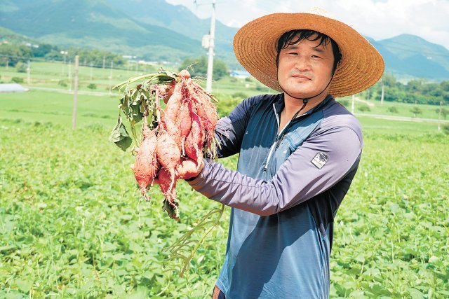 전남 해남 고구마 특구