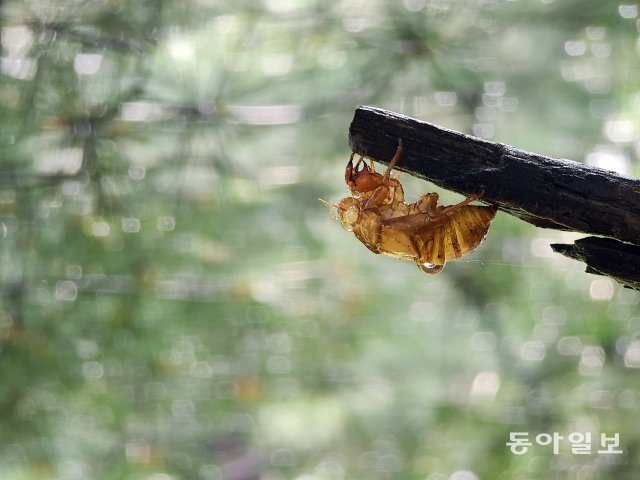 뜨거운 여름밤, 땅속에서 7년 동안 지낸 매미 유충은 나뭇가지에 매달려 껍질을 벗어던지고 날개를 펴 날아갔습니다. 이른 아침 ‘단 한 번의 기회’를 살린 매미의 흔적이 가지에 남았습니다. 서울 노원구. 2020년 8월 10일 촬영.