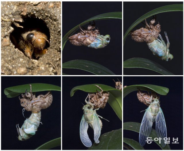 서울 노원구 한 아파트 단지 화단에서 매미 유충이 구멍을 파고 나와 근처 화초에 몸을 단단히 고정한 유충은 2~3시간의 산통의 과정을 거쳐 뜨거운 여름밤 날개달린 성충으로 변하고 있습니다. 2016년 8월 5일 촬영.