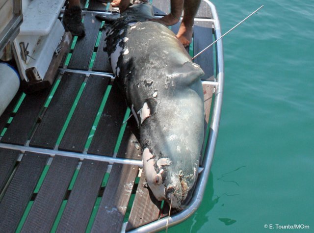 죽은 채 발견된 바다표범 코스티스.
