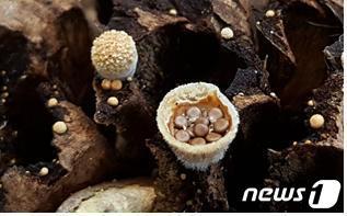 둥우리버섯 (사진제공=국립생물자원관) © 뉴스1