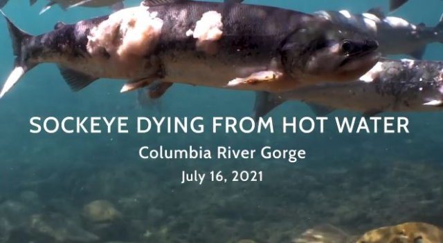 산채로 죽어가는 홍연어. 페이스북 ‘Columbia Riverkeeper’ 갈무리