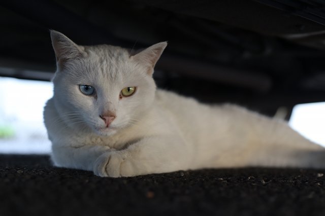 로우앵글로 화면을 꺾어 차량 아래에 있는 고양이를 촬영했다. 출처=IT동아