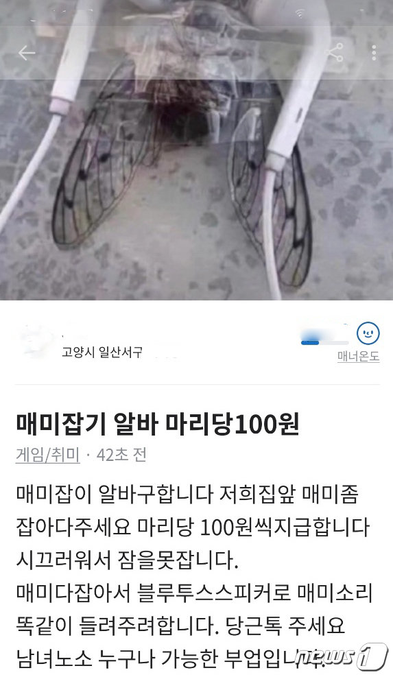 지난 28일 고양시 지역 온라인 중고거래 커뮤니티에 올라온 매미 퇴치 구인글. (현재 게시글은 삭제된 상태) © 뉴스1