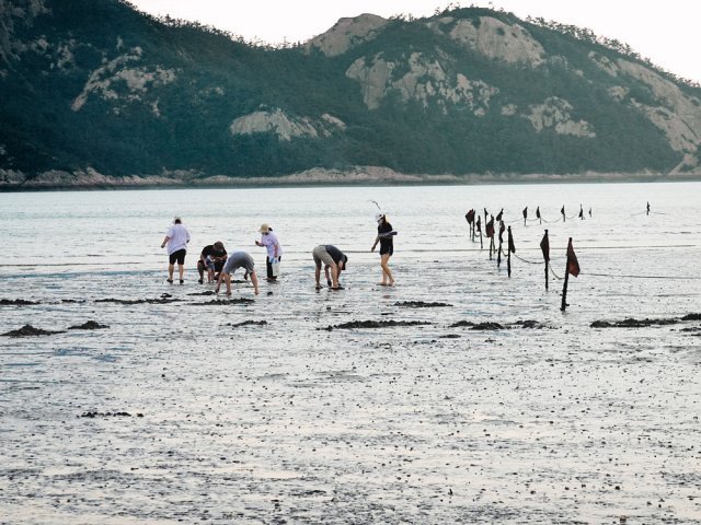 선유도 바닷가에서 갯벌체험을 하고 있는 관광객들.