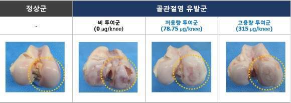 (그림1)왼쪽부터 정상 염소 관절, 골관절염 유발 염소 관절군(하플 투여농도 0, 저용량 투여, 고용량 투여). 하플 사이언스 제공
