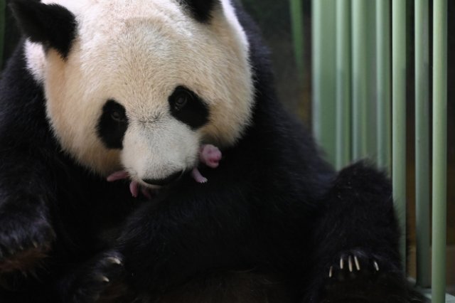 프랑스 보발 동물원에서 판다 ‘환환’이 이날 오전 1시경 쌍둥이를 낳았다. 프랑스 보발 동물원