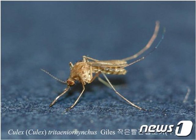 일본뇌염 매개 모기인 작은빨간집모기.(경북도보건환경연구원 제공)