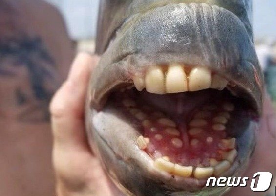 양머리 물고기, 사람 이빨과 똑같은 이빨을 가지고 있다. - 제네트 피어 페북 갈무리