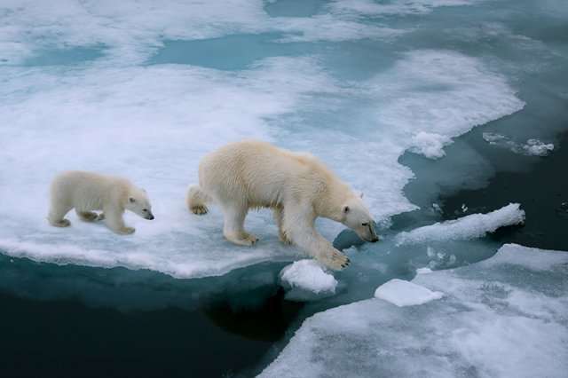 IPCC는 지구 온난화 온도가 1.5°C 오를 경우 2050년 전까지 북극 해빙이 최소한 한번은 거의 다 녹을 것이라 경고했다. 출처=셔터스톡