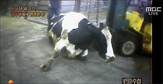 MBC PD수첩이 2008년 미국산 쇠고기와 광우병의 위험성에 대한 방송을 하면서 사용한 ‘주저앉는 소(다우너 소)’ 장면 캡처. 이 영상은 광우병과 관계가 없는 동물학대 고발 영상으로 드러났다.