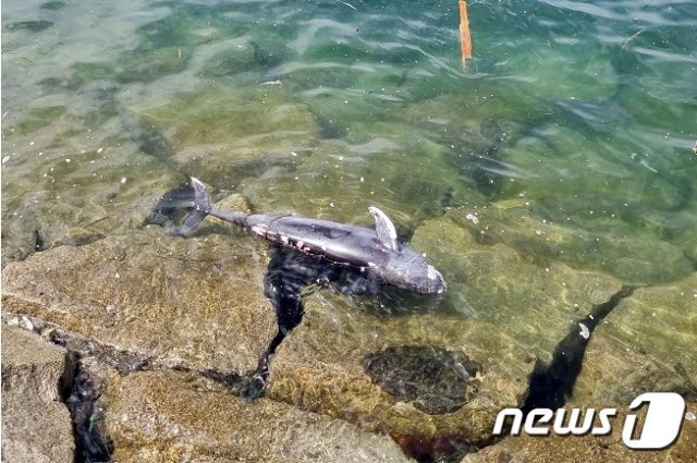 지난 9일 전남 신안군 흑산도 인근 해역에서 해양보호생물로 지정된 상괭이 사체가 떠 있는 모습.(목포해양경찰서 제공)2021.8.12/뉴스1 © News1