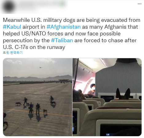 아프가니스탄 카불 공항에서 미군견들이 대피하고 있는 모습을 담은 트위터 글. 트위터 캡처