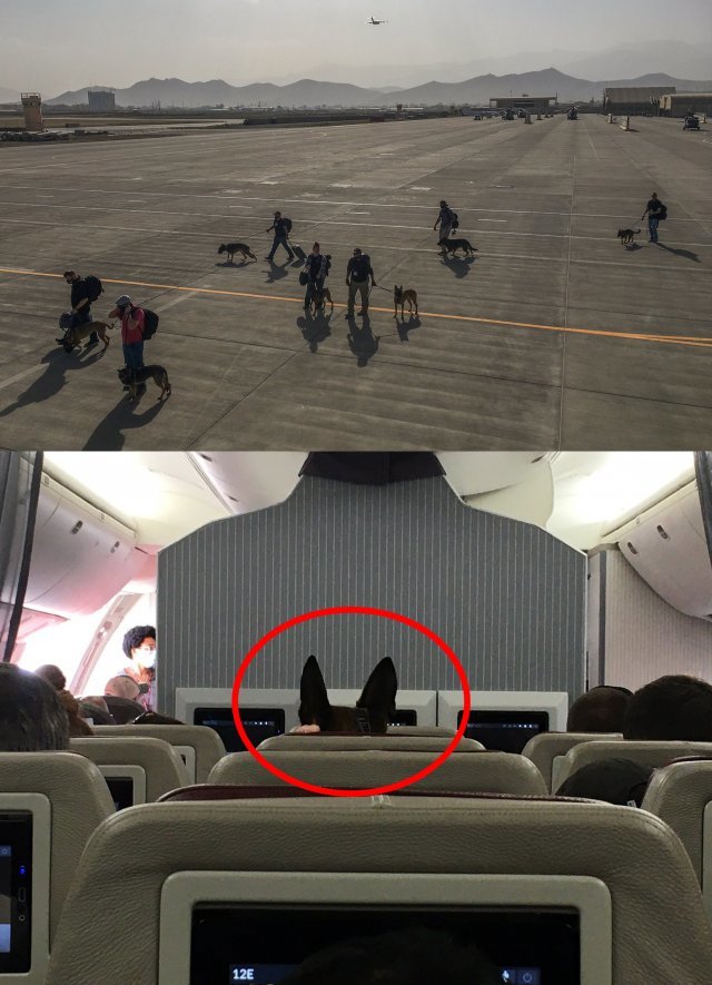 (상단)조련사들과 미군견들이 활주로에서 대피하고 있는 모습. (하단)비행기 안에서 착석한 듯한 군견의 뒷모습. 트위터 캡처