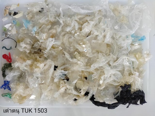 거북이 배설물에서 발견된 쓰레기 조각. 페이스북 ‘DMCRTH’ 갈무리