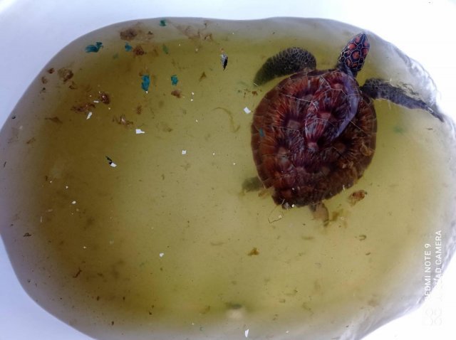 해양 쓰레기에 내장이 막힌 거북이. 페이스북 ‘DMCRTH’ 갈무리