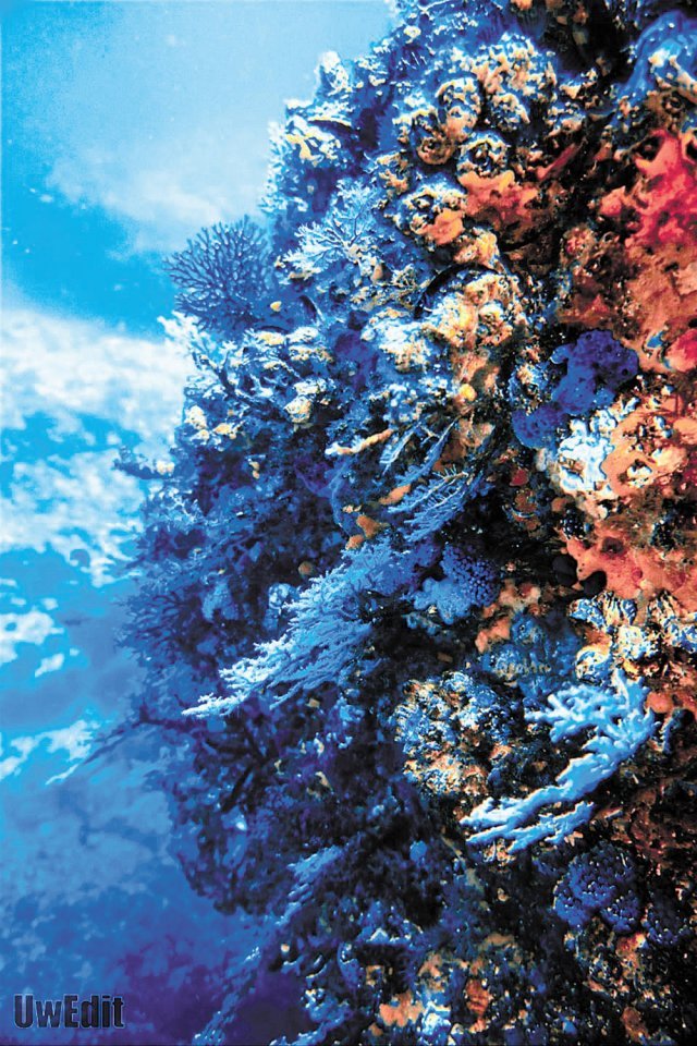 수중 절벽에 붙어 있는 딸기산호와 부채뿔산호. 수중사진가 박정환, 원용석 강사 제공