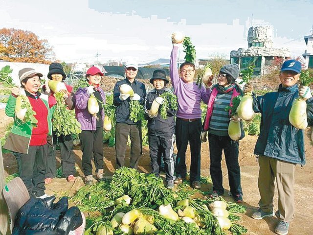 과천 시니어들이 나눔 텃밭에서 무를 수확했다. 이들은 꽃길 가꾸기, 경로당과 지역아동센터 봉사 등도 꾸준히 해왔다. 박수천 제공