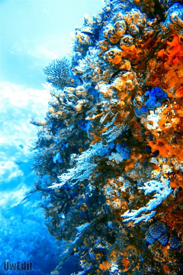 홍합과 부채뿔 산호, 딸기산호.