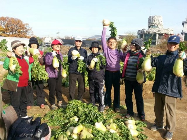 과천 시니어들이 나눔텃밭에서 무를 수확했다. 이들은 꽃길 가꾸기, 경로당과 지역아동센터 봉사 등 마을공동체를 가꾸는 활동을 꾸준히 해왔다. 박수천 제공
