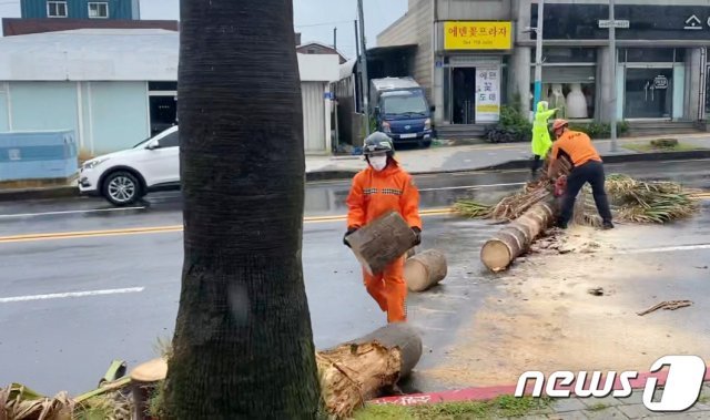 제주지역에 호우특보와 강풍특보가 발효된 21일 오후 제주시 이도2동 한 도로변 야자수가 쓰러져 119대원들이 안전조치를 하고 있다.(독자 제공) 2021.8.21/뉴스1 © News1