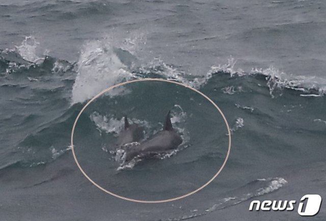 제12호 태풍 오마이스(OMAIS)가 북상 중인 23일 오전 제주 서귀포시 예래동 해상에서 남방큰돌고래들이 파도를 타며 노는 모습이 포착됐다.ⓒ 뉴스1