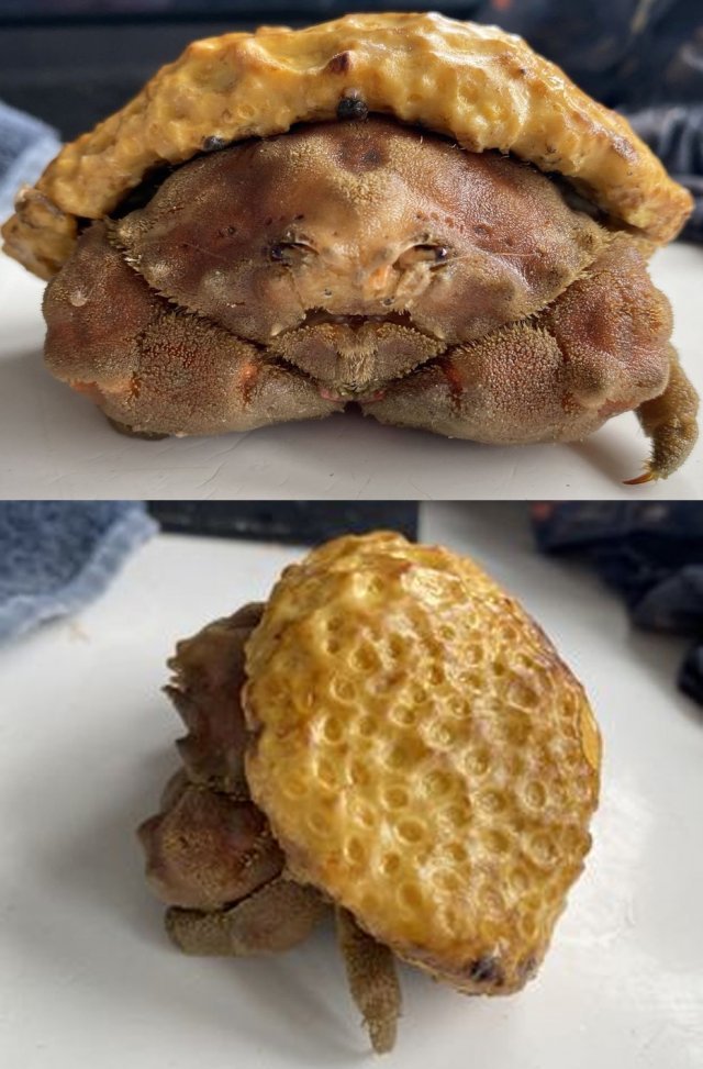 영국 남서부 콘월 주 페란포스 해안으로부터 9.6km 떨어진 바다에서 발견된 ‘스펀지 크랩(Sponge Crab)’. 이안 젭슨