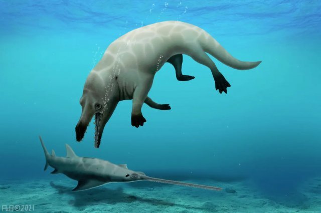 4300만 년 전 살았던 것으로 추정된 ‘네 발 달린 고래’ 형상화한 이미지. Dr.ROBERT W.BOESSENECKER