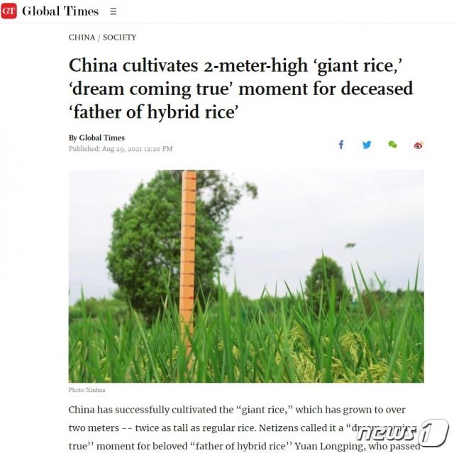 중국 충칭시에서 재배된 2미터 ‘거인 벼’(글로벌타임스 홈페이지 갈무리)© 뉴스1
