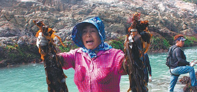 전남 진도군 서거차도 주민이 바위에서 자란 자연산 돌미역을 채취하고 있다. 남도명품관 제공