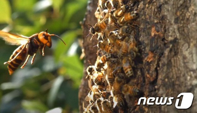 꿀벌을 주위를 날고 있는 말벌.(여수소방서 제공)/뉴스1 © News1