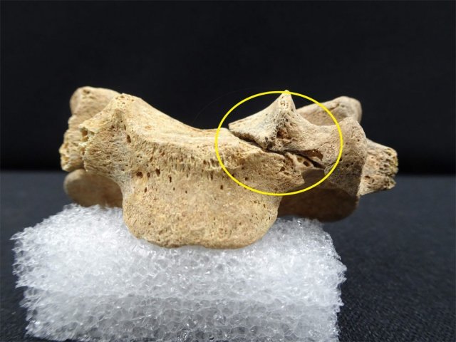 전북 완주군 이서면 남계리에 있는 초남이성지에서 발견된 한국 천주교 최초의 순교자 윤지충 바오로의 유해 중 다섯 번째 목뼈에서 날카로운 도구로 자른 ‘예기손상’이 확인됐다. 천주교 전주교구 제공