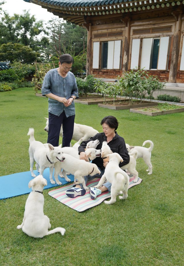 문재인 대통령이 김정은 북한 국무위원장에 선물받은 곰이와 자신의 반려견 마루 사이에서 태어난 새끼 7마리를 1일 공개했다.