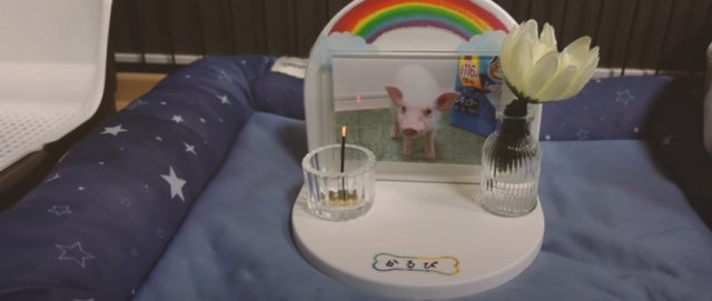 돼지가 생전 머무른 케이지에 명목을 비는 모습. 유튜브 캡처