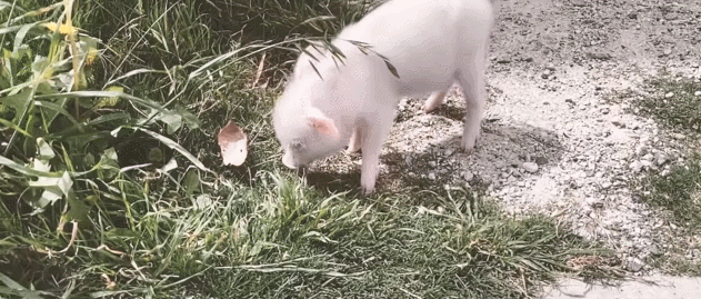 새끼돼지 ‘갈비’를 회상하는 영상. 유튜브 캡처