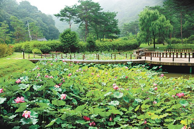 홍천 공작산 수타사 생태숲공원 내 연꽃이 피어있는 정원.