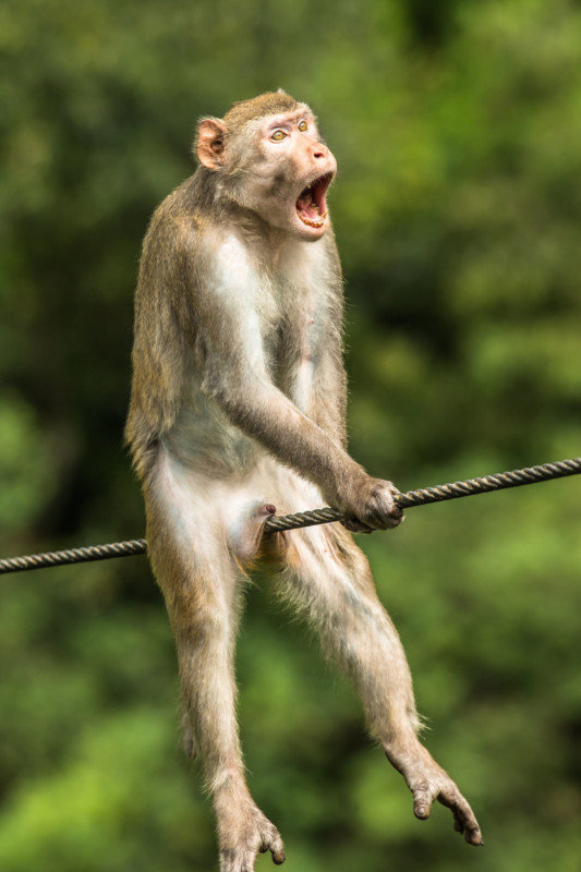 황금비단원숭이, 중국