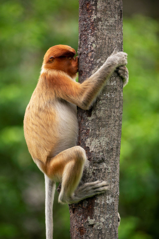 코주부원숭이, 인도네시아