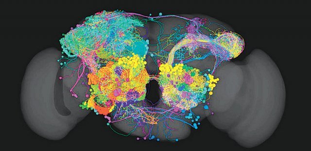 지난해 영국 분자생물학연구소(MRC) 연구진이 발표한 초파리의 후각 뇌지도. MRC 제공
