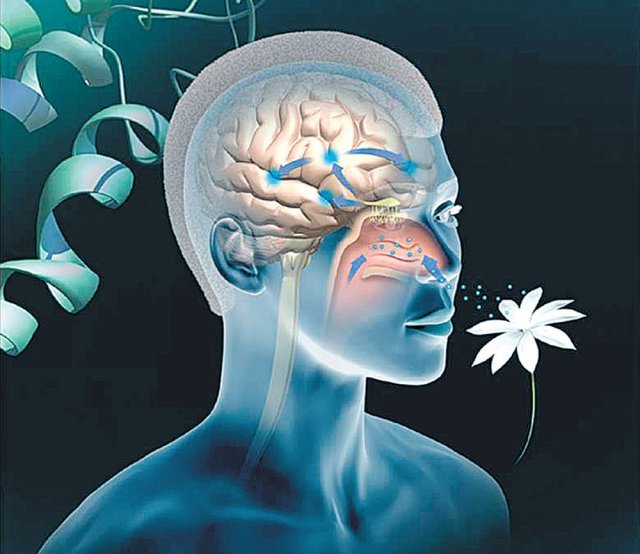 사람 코 점막의 후각 수용체가 냄새 분자를 감지해 뇌에 전달하면 냄새를 느낀다. 미국모넬화학감각연구소 제공