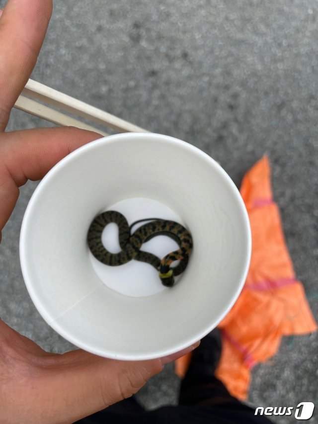 7일 오후 4시19분쯤 전남 강진군 군동면 한 식당에서 포획된 아주 작은 크기의 꽃뱀이 종이컵에 담겨있다. (전남 강진소방서 제공) 2021.9.8/뉴스1